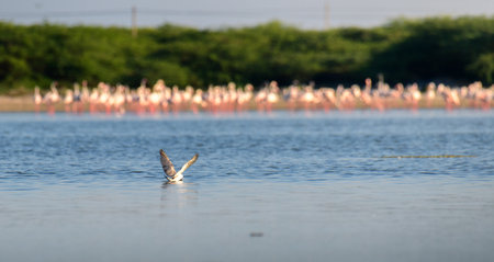 A lone tern bird hunting or landing onto the shallow waters of lagoons at Mannar, Sri Lanka. A large flock of flamingos in the backgroundの写真素材