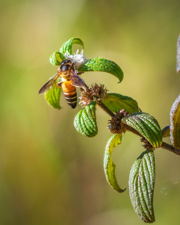Bee on a flower, honey bee gathering nectar and pollen from wild flowers at Horton Plains National Park.の写真素材