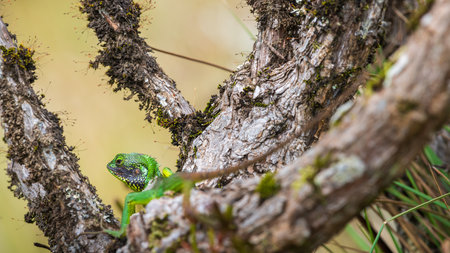 Black-lipped green lizard spotted at Horton Plains Sri Lankaの写真素材