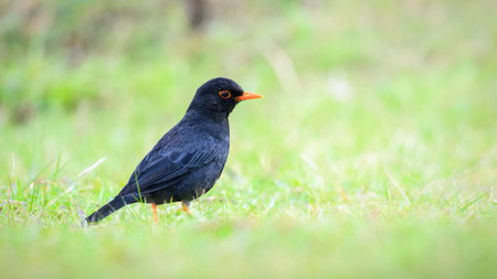 Indian Blackbird (Turdus simillimus kinnisii) foraging on the grassland at Horton Plains National Parkの写真素材