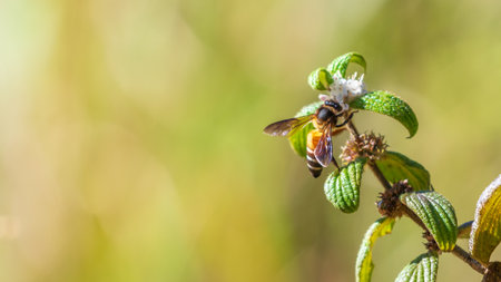 Bee gathering nectar and pollen from wild flowersの写真素材
