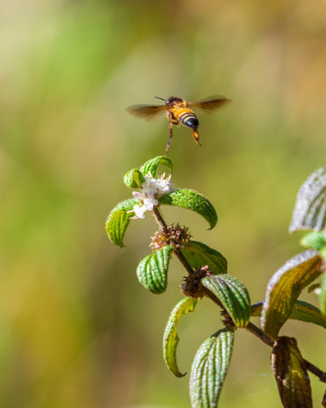 Bee hover over the wildflowers to gather nectar and pollen.の写真素材