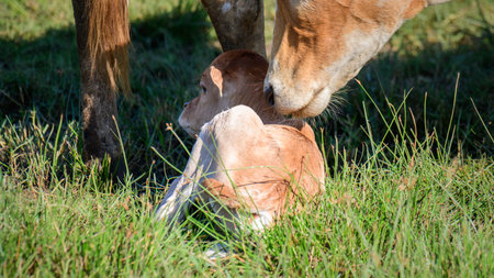 A tender moment between a cow and her newborn calf. The calf is lying on the grass, The concept of caring and protective bondの写真素材
