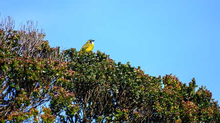 Beautiful Yellow-eared bulbul on top of canopy tree against blue sky background.の写真素材