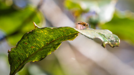 Bee on leafの写真素材