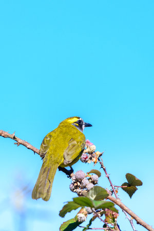Yellow-eared bulbul bird perch against clear blue skies at Horton Plains National Parkの写真素材