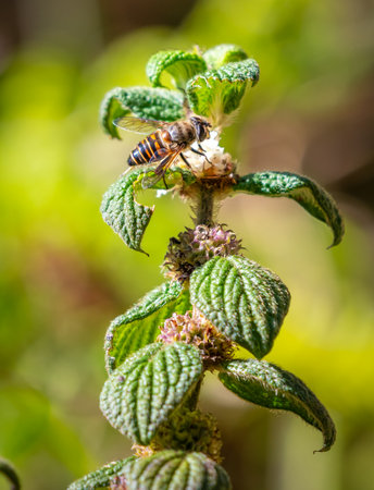 Bee on a flower, honey bee gathering nectar and pollen from wild flowers at Horton Plains National Park.の写真素材