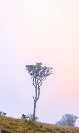 Tall tree and mist scenic landscape view, sunrise at Horton Plains National Parkの写真素材
