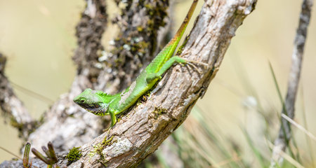 Black-lipped green lizard spotted at Horton Plains Sri Lankaの写真素材