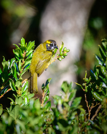 Yellow-eared bulbul bird feed on wild berries at Horton Plains National Parkの写真素材