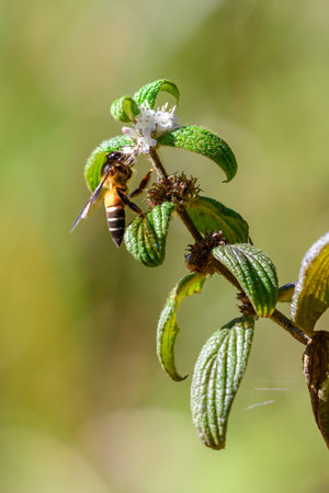 Bee gathering nectar and pollen from wild flowersの写真素材