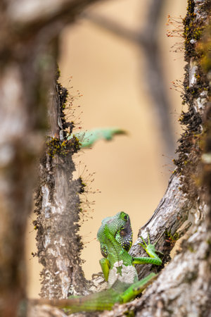 Black-lipped green lizard spotted at Horton Plains Sri Lankaの写真素材
