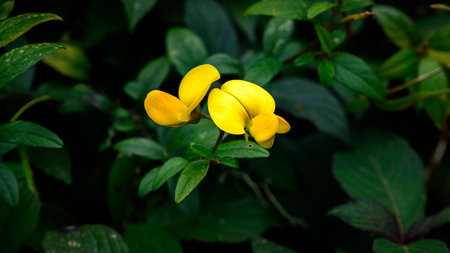 Vibrant yellow flower in Horton Plains National Park, Sri Lankaの写真素材