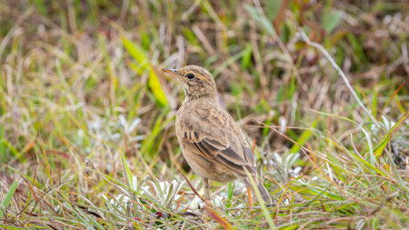 Paddy Field Pipit (Anthus rufulus) bird standing on grass in Horton Plains National Park, Sri Lankaの写真素材
