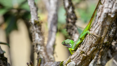 Black-lipped green lizard spotted at Horton Plains Sri Lankaの写真素材