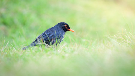Indian Blackbird (Turdus simillimus kinnisii) foraging on the grassland at Horton Plains National Parkの写真素材