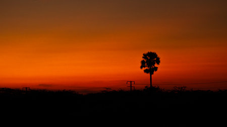 Silhouette of a lone Palmyrah tree at reddish orange dawn sky.の写真素材
