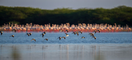 Flock of birds flying close to the lagoon waterbody, flamingos in the backgroundの写真素材