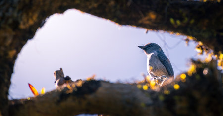 Bird perched on a tree branch, framed by a natural arch at Horton Plains National Park.の写真素材