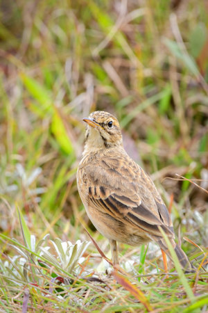 Paddy Field Pipit (Anthus rufulus) bird standing on grass in Horton Plains National Park, Sri Lankaの写真素材
