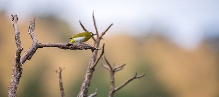 Sri Lanka white-eye perch on a leafless branch at Horton Plains National Park. Beautiful soft...
