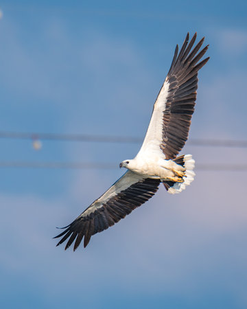 White-Bellied Sea Eagle soaring gracefully in clear skies with wings fully extended, showcasing its...