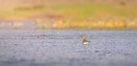 Isolated sandpiper bird at shallow water lagoon at Mannar, Sri Lanka