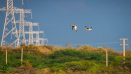 Pair of Garganey ducks in mid-flight against a row of tall high voltage transmission towers and a...
