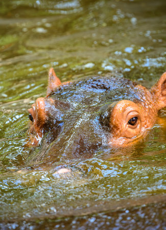Submerged Hippopotamus peeking above water surface, eyes, ears, and part of its head visible above...