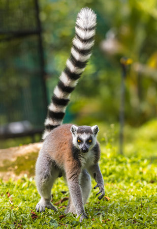 Tailed up Ring-tailed Lemur foraging on the ground close-up.の写真素材