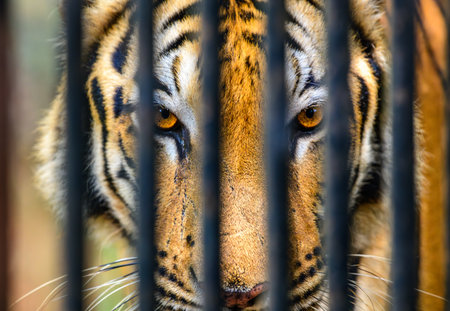 Tiger's eyes peering through metal bars at Dehiwala Zoo, Sri Lanka.の写真素材