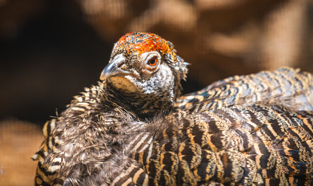 Close-up of female pheasant hen.の写真素材