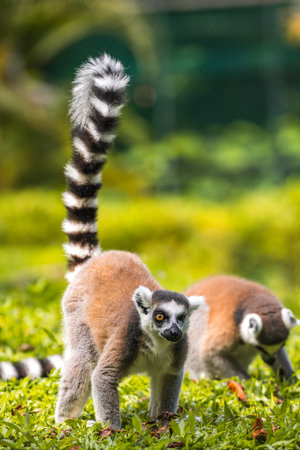 Two Ring-tailed lemurs forage on the ground in a lush green grassy environment at Dehiwala Zoo, Sri...