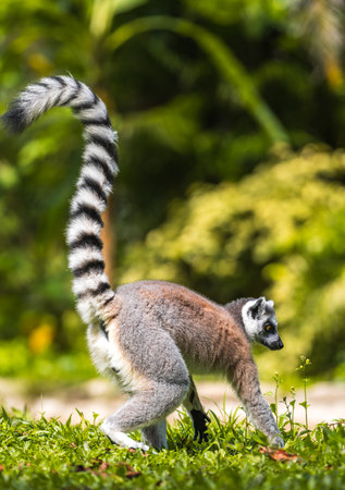 Ring-tailed Lemur with its tailed-up foraging on the ground side view.