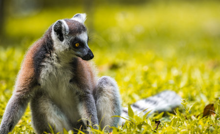 Ring-tailed Lemur sitting on the ground close-up portrait. striking yellow eyes, dark facial...