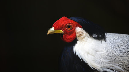 Silver Pheasant bird male (Lophura nycthemera) close-up portrait against the dark background.の写真素材