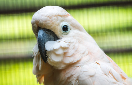 Salmon-Crested Cockatoo bird face close-up in Dehiwal Zoo.