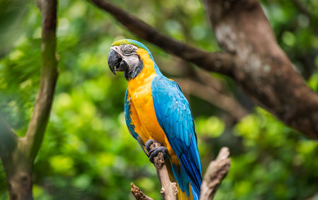 Beautiful Blue-and-Yellow Macaw perched in lush tropical forest