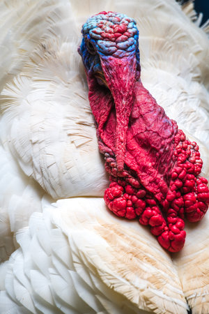Broad Breasted White Turkey bird close up, vibrant red and blue wrinkled skin around its head and...