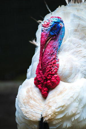 Broad Breasted White Turkey bird close up, vibrant red and blue wrinkled skin around its head and...
