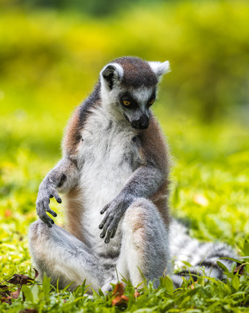 Ring-tailed lemur sitting on lush green grass portrait photograph. black and white ringed tail,...