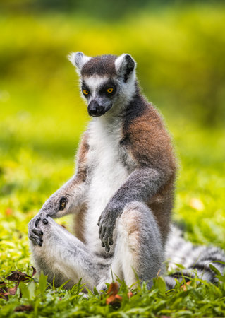 Ring-tailed lemur sitting on lush green grass portrait photograph. black and white ringed tail, striking golden eyes, and soft fur mammal at Dehiwala Zoo, Sri Lankaの写真素材