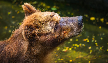 Brown Bear face close up, fur wet and matted, with a sad expression, gazing upward at Dehiwala Zoo, Sri Lankaの写真素材