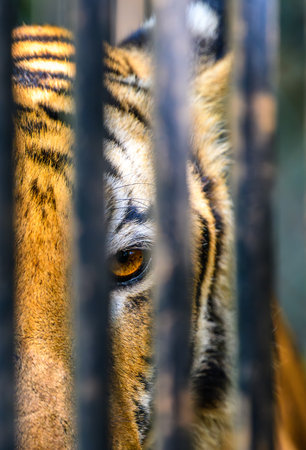Tiger eye peering through metal bars at Dehiwala Zoo, Sri Lanka.