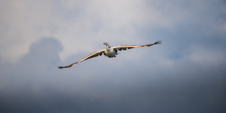 A spot-billed pelican soars gracefully through the sky, its wide wings fully extended against a...