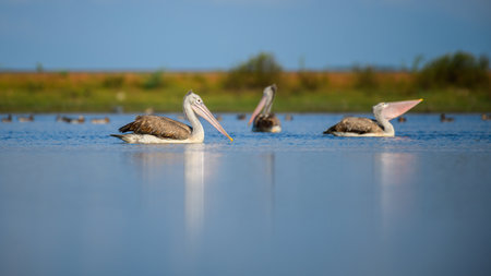 A group of spot-billed pelicans floats calmly on the water in Mannar, Sri Lanka, surrounded by serene blue reflections and a lush green backdrop