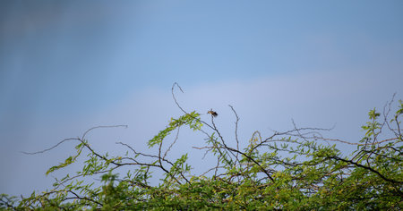 A tiny sunbird perches delicately on the uppermost twig of a thorny shrub, silhouetted against a...