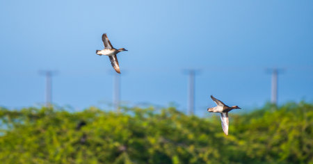 A pair of Garganey ducks soars gracefully through the clear blue sky above the lush greenery of Mannar, Sri Lanka.の写真素材