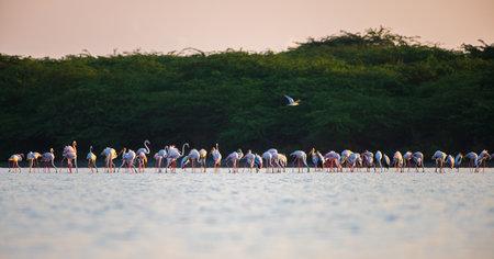 Flock of pink flamingos wades gracefully in shallow waters during sunrise at Mannar, Sri Lanka, against a backdrop of lush greeneryの写真素材