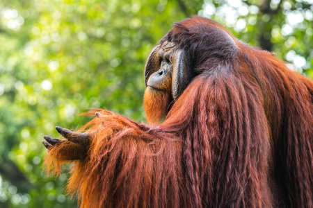 Majestic Orangutan with striking large face flangs and long reddish fur raised its hand like asking for food in Dehiwala Zoo, Sri Lanka. Lush green foliage background.の写真素材